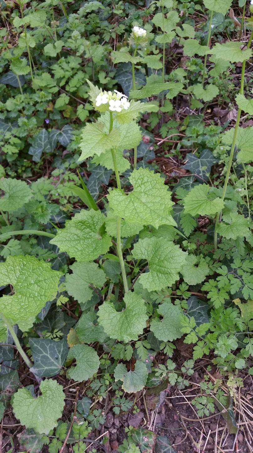 Annexe Alliaire-min.jpg