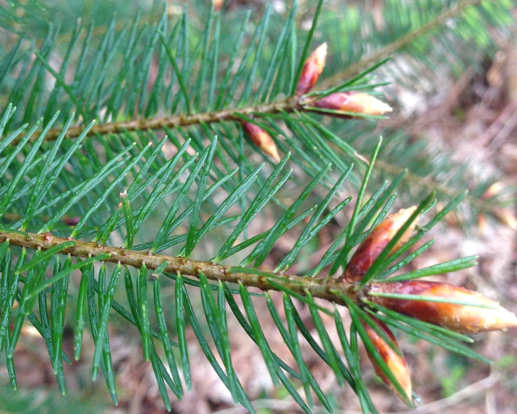 Annexe bourgeons.jpg