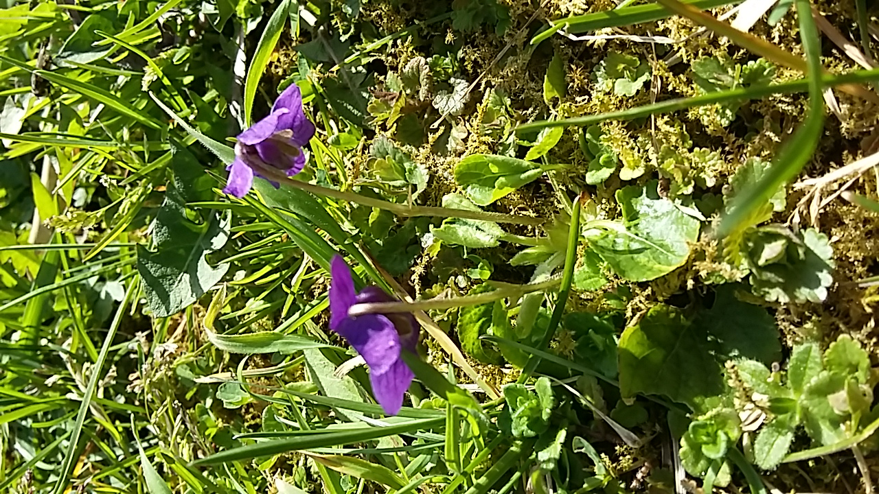 Annexe 20180407_152021.jpg