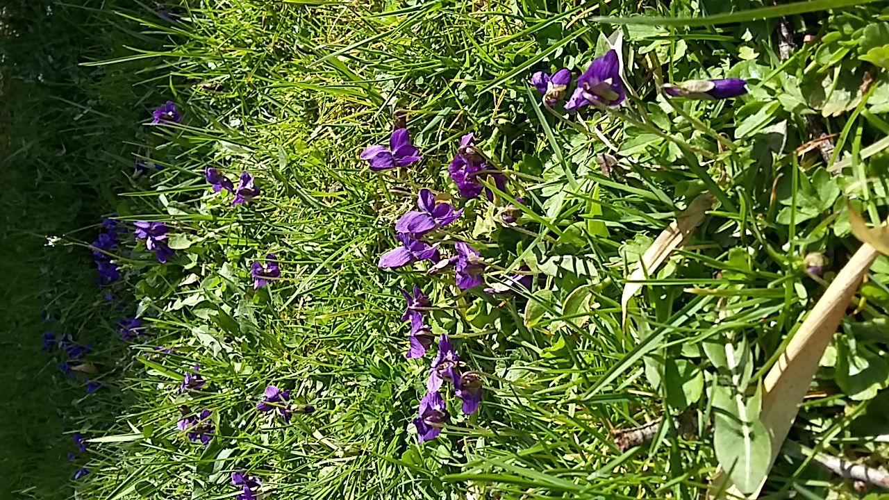 Annexe 20180407_152041.jpg