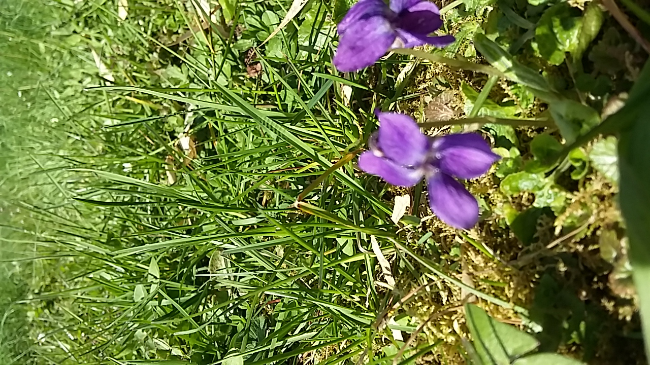 Annexe 20180407_152256.jpg