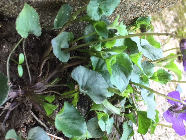 Annexe feuilles de la base.JPG