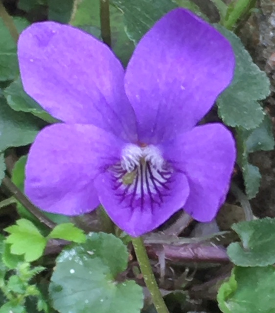 Annexe fleur de face.jpg