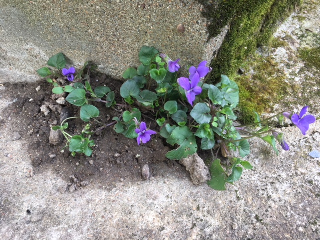 Annexe vue globale.JPG