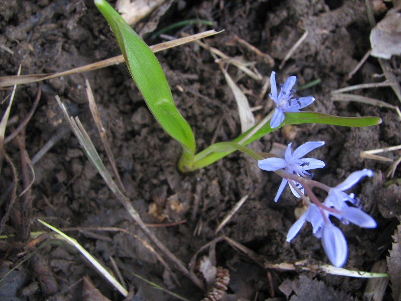 Annexe Scille Bifolia (feuille en capuchon).JPG
