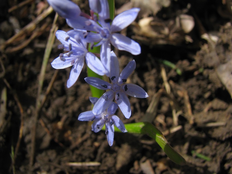 Annexe Scille Bifolia (fleur et étamines).JPG