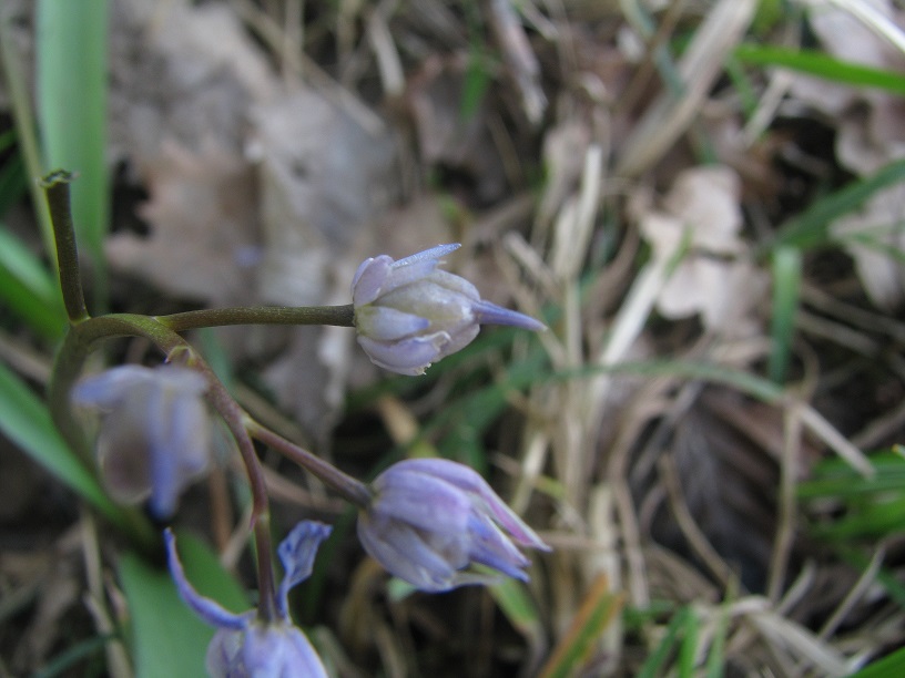 Annexe Scille Bifolia (fruit).JPG