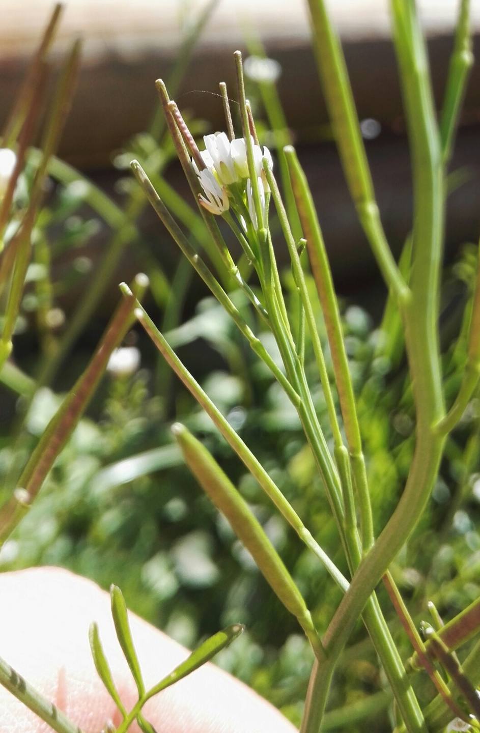 Annexe IMG_20180408_005658.jpg