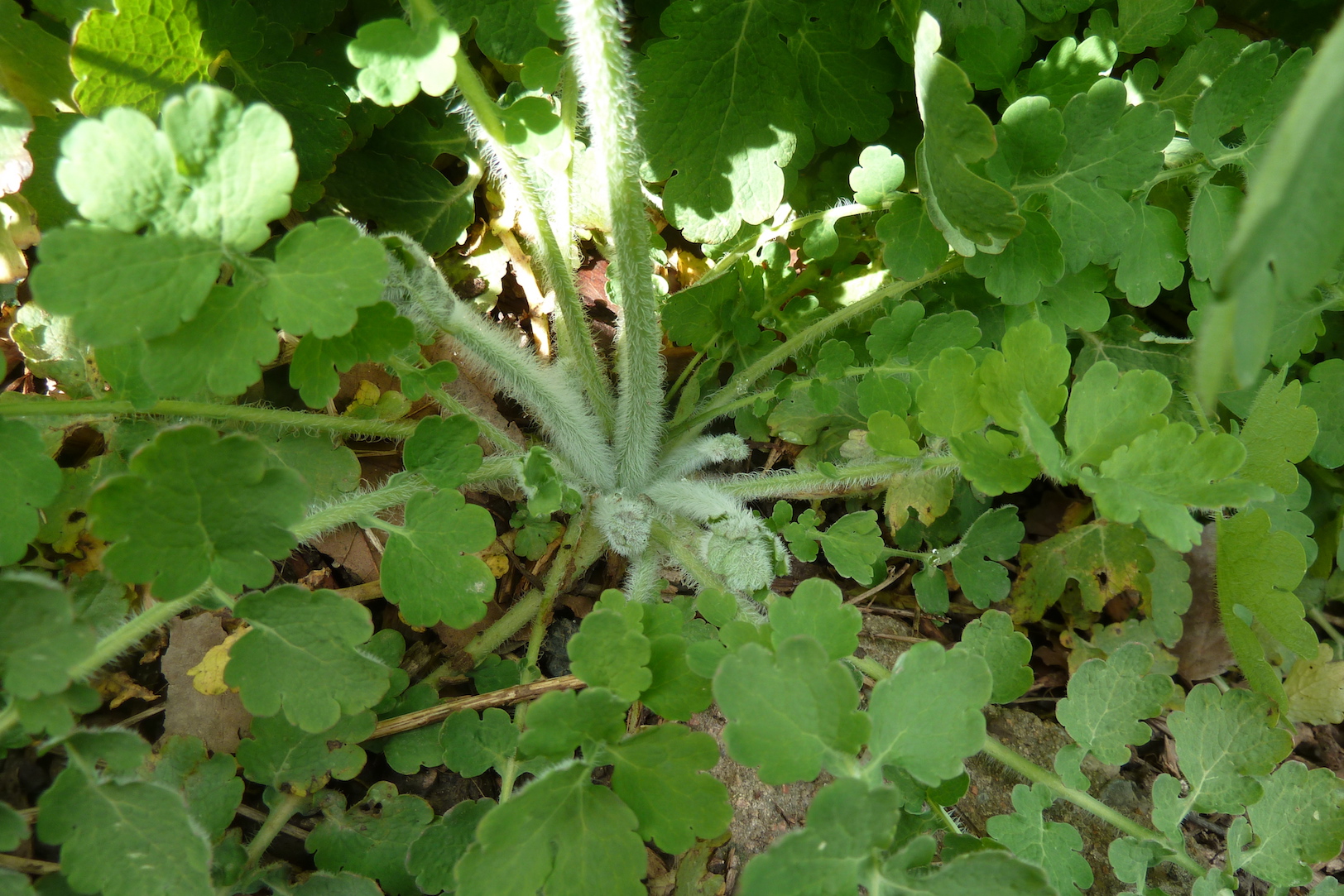 Annexe P1070236 - copie.jpg