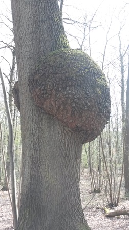 Annexe 20180407_A1.jpg