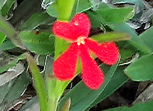 Annexe détail fleur.jpg