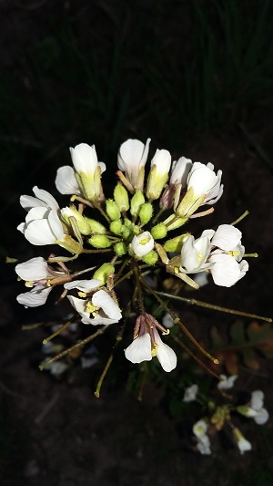 Annexe Fleur en détail.jpg
