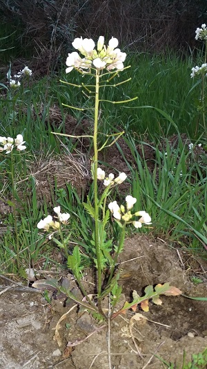 Annexe Fleur en entier.jpg