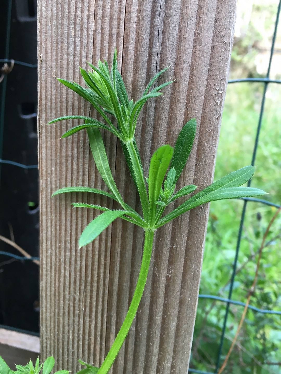 Annexe IMG_3149 - Copie.JPG