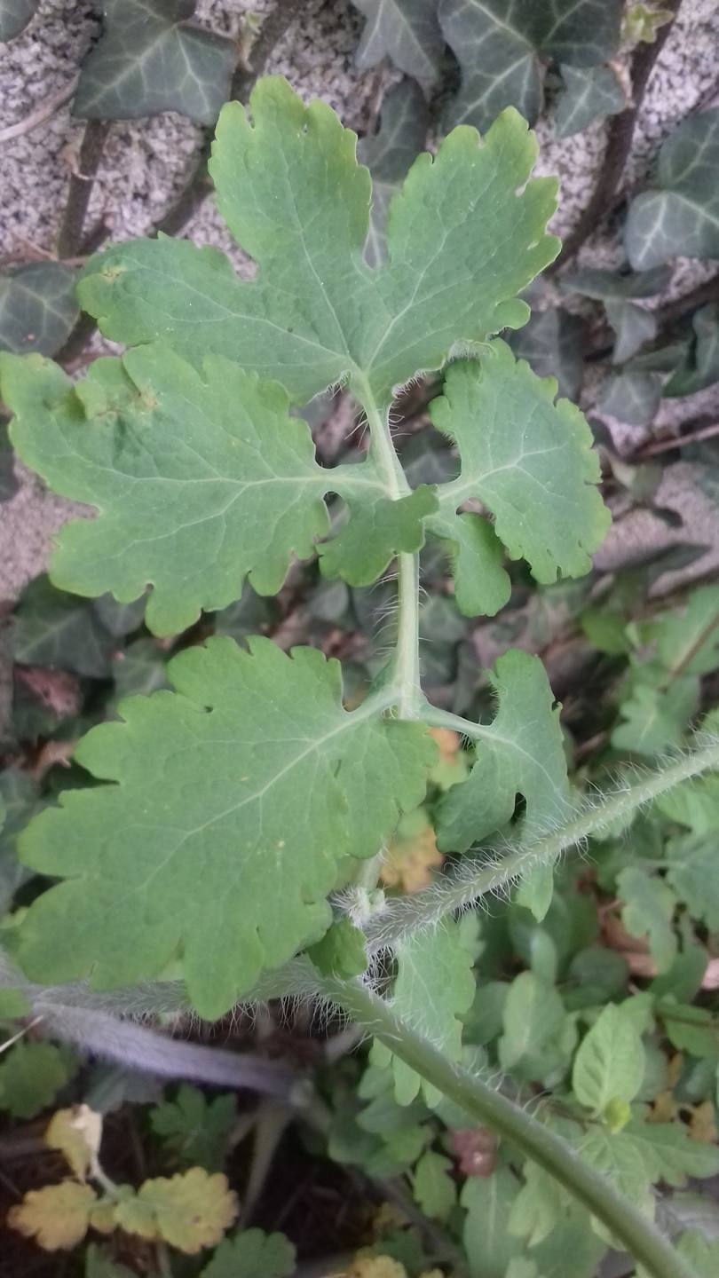 Annexe 20180404_150816.jpg