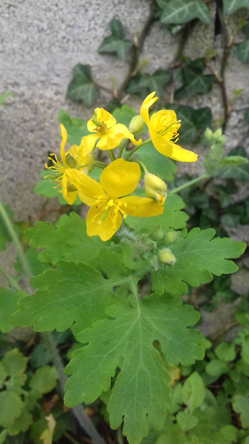 Annexe Chélidoine2.jpg