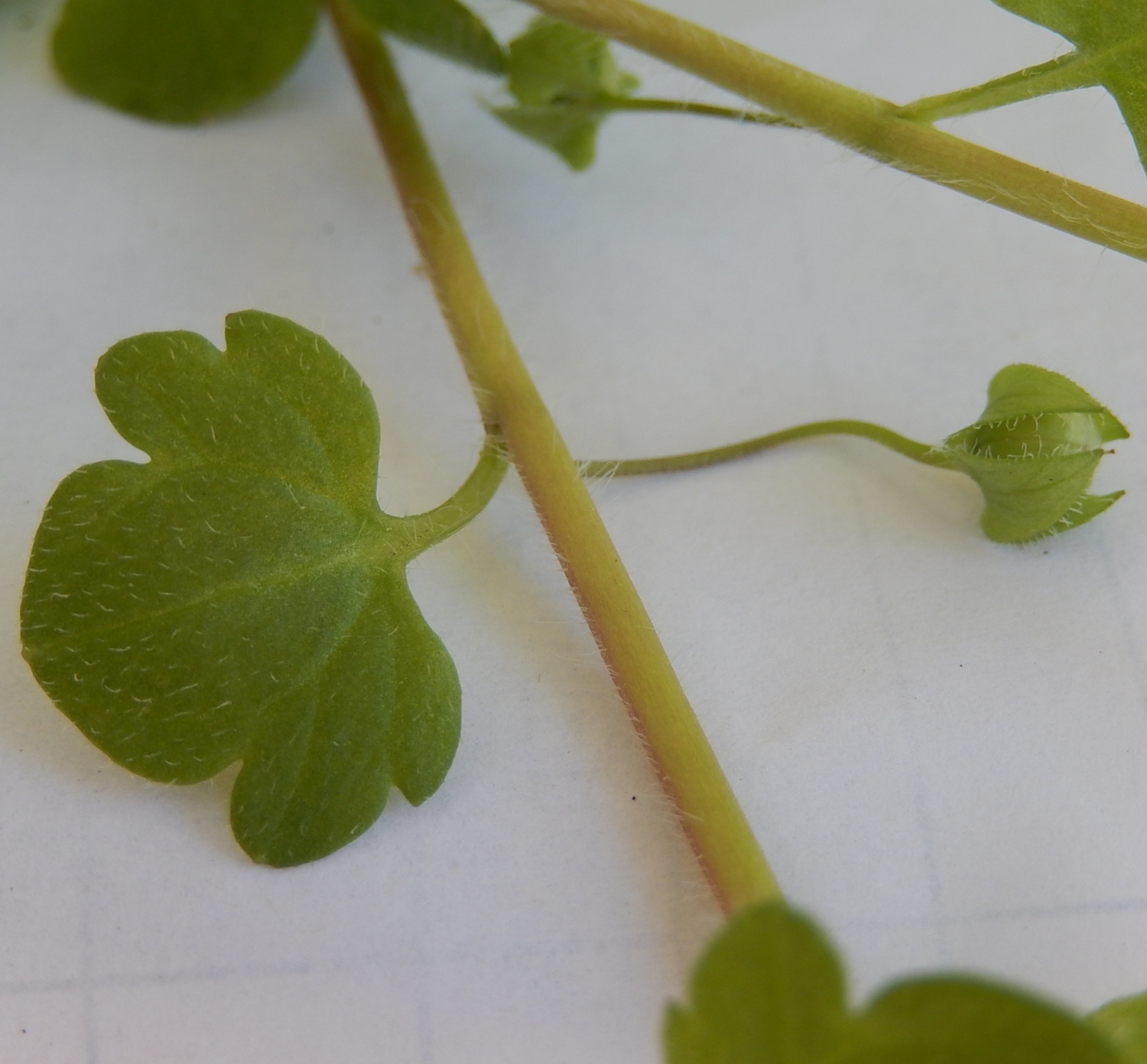 Annexe 2.feuille.JPG