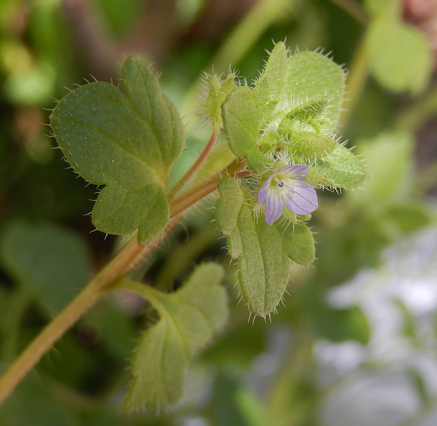 Annexe 2.fleur bleue.JPG