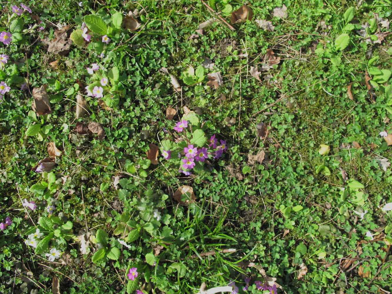 Annexe IM-01 Prim-cp.jpg