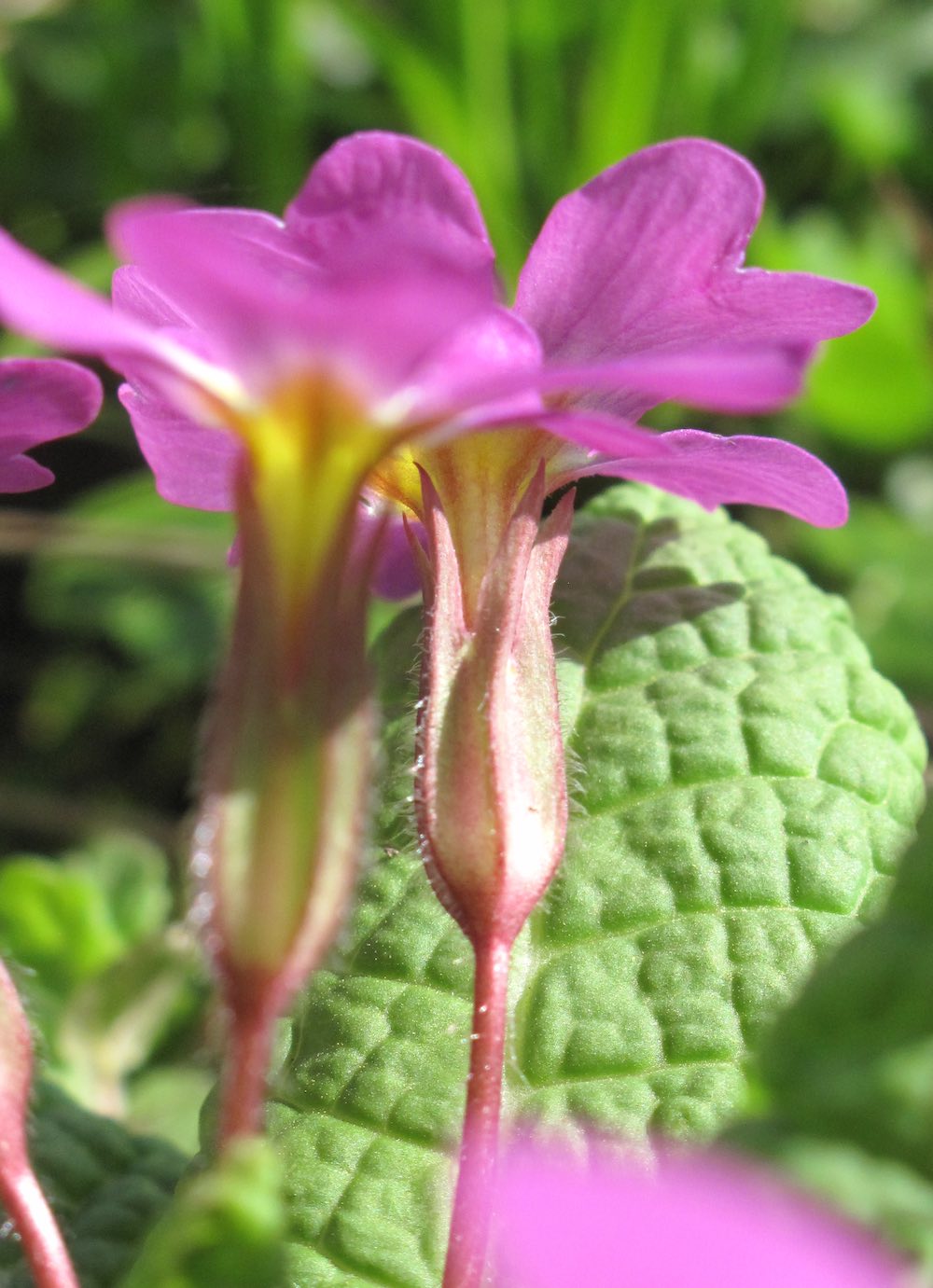 Annexe IM-04 Prim-cp.jpg