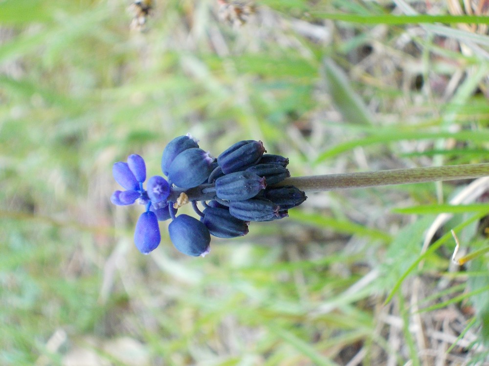 Annexe inconnu1-fleurs.JPG