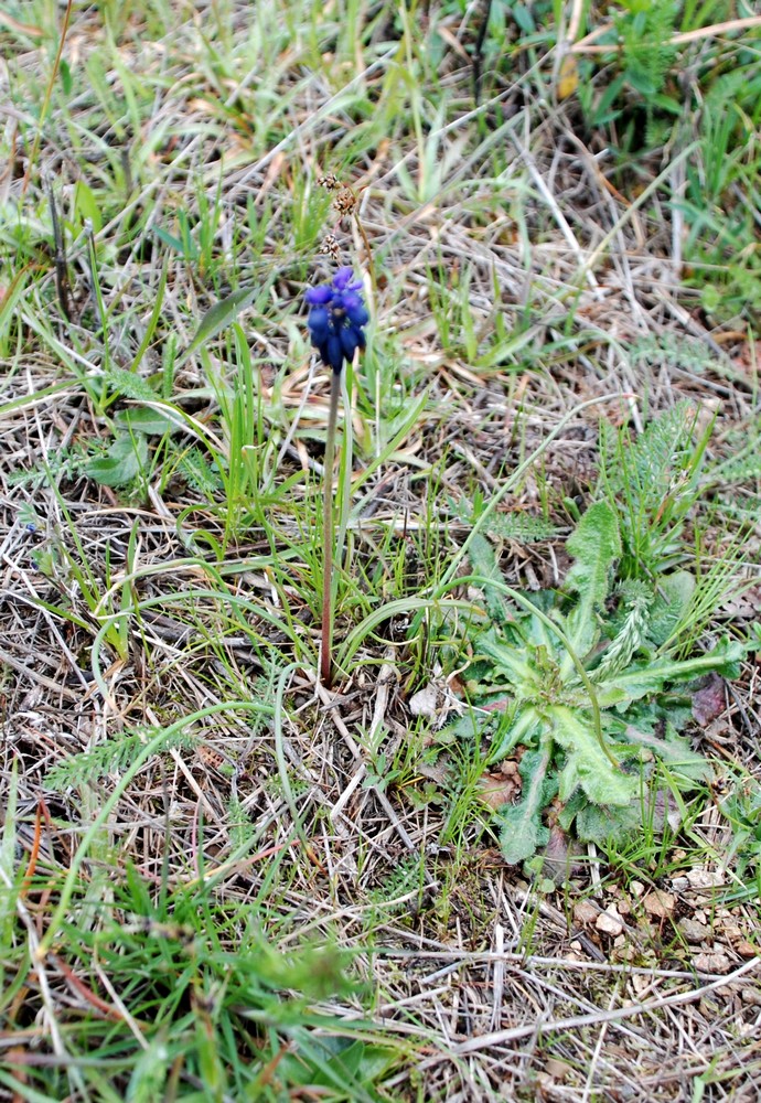 Annexe inconnu1-plante.JPG