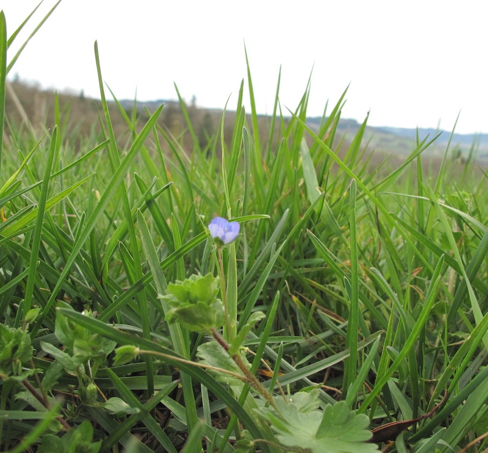 Annexe IM-00-FleurBleue-cp.jpg