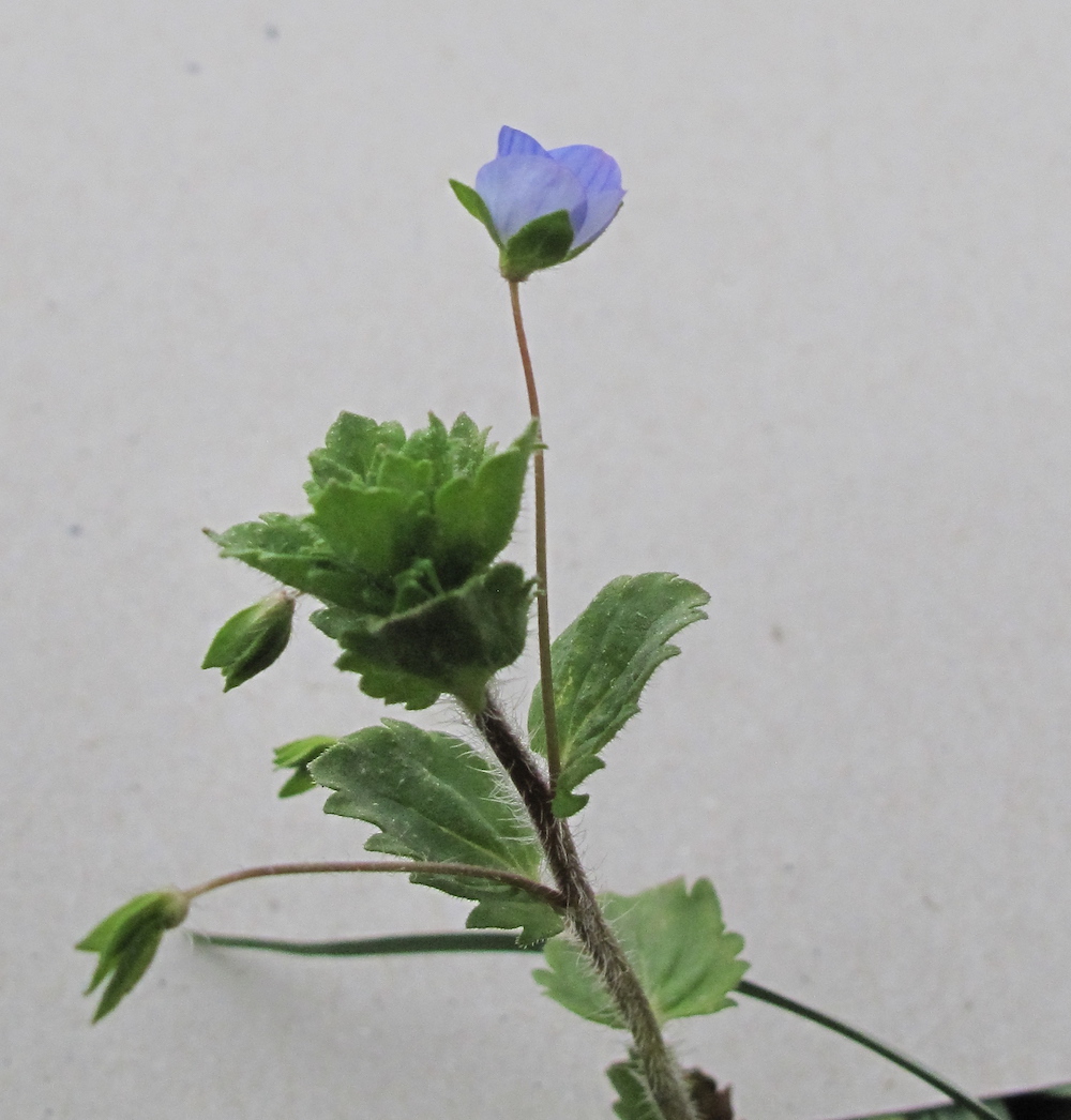 Annexe IM-02 FleurBleue-cp.jpg