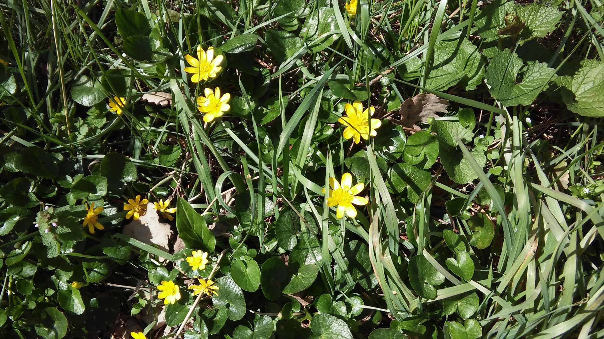 Annexe 20180328_133957.jpg