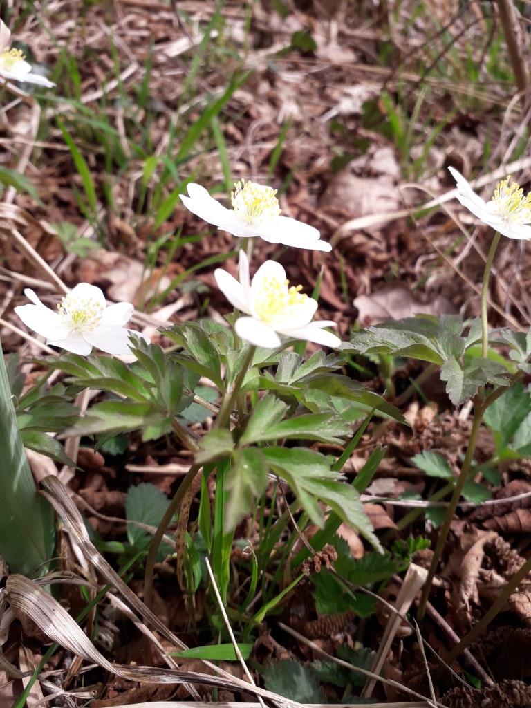 Annexe anémone2.jpg