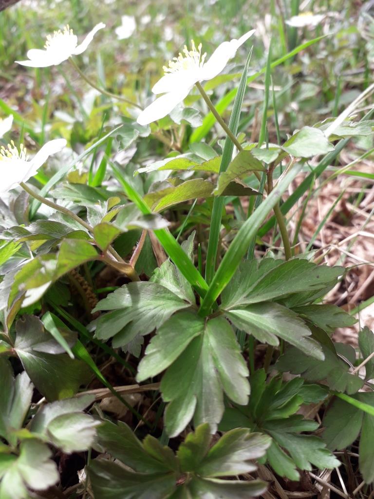 Annexe anémone3.jpg