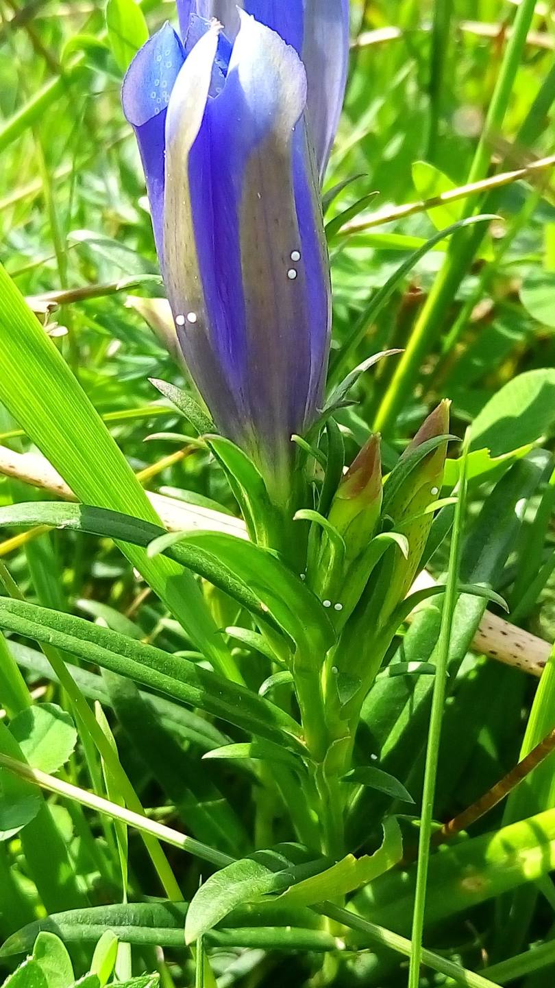 Annexe P_20170726_143234.jpg