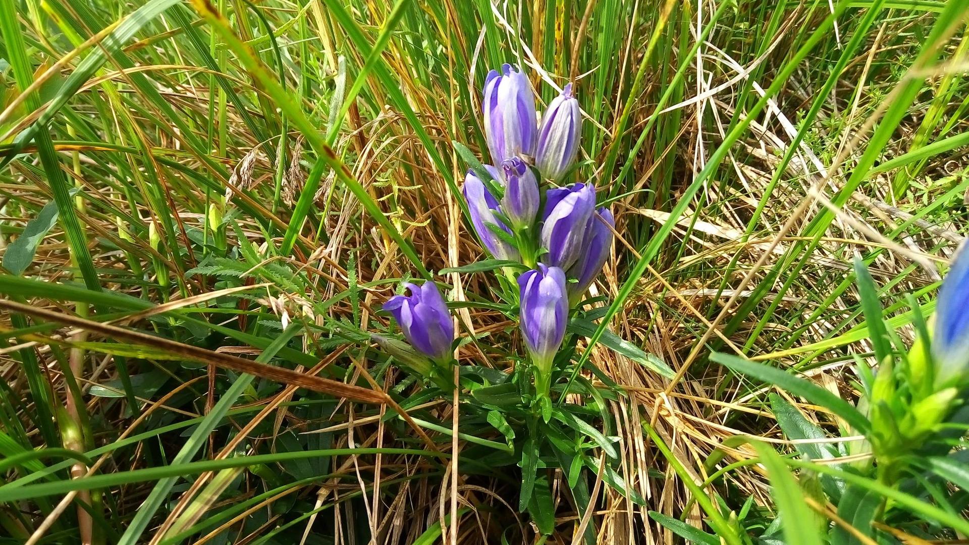 Annexe P_20170801_104213.jpg