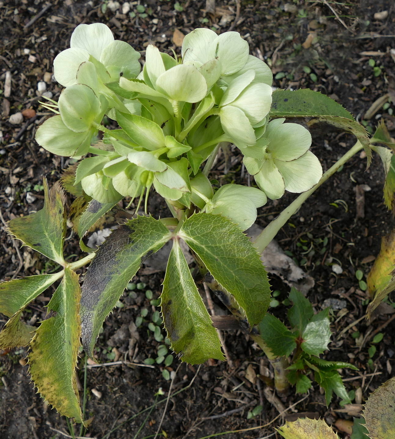 Annexe euphorbe  1.jpg