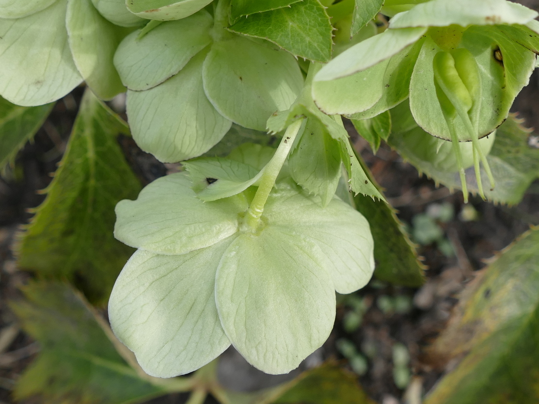 Annexe euphorbe  2.jpg