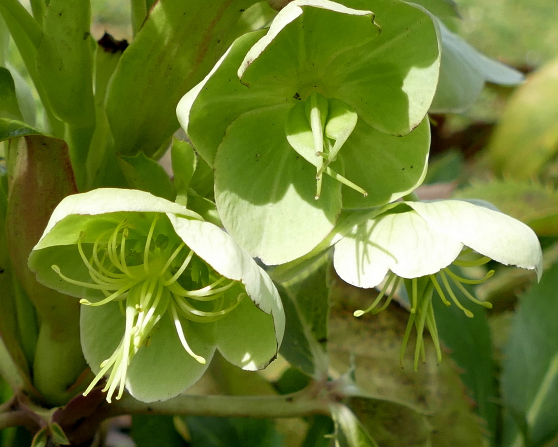 Annexe euphorbe  8.jpg