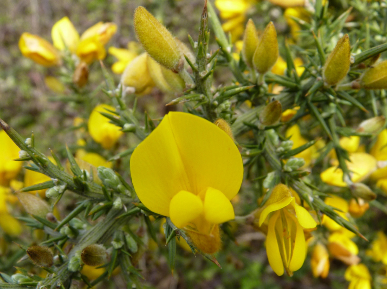 Annexe P1040143 b.JPG