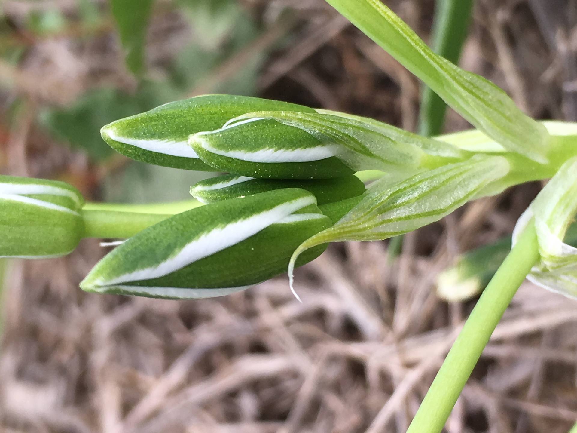 Annexe Boutons et tige.jpeg