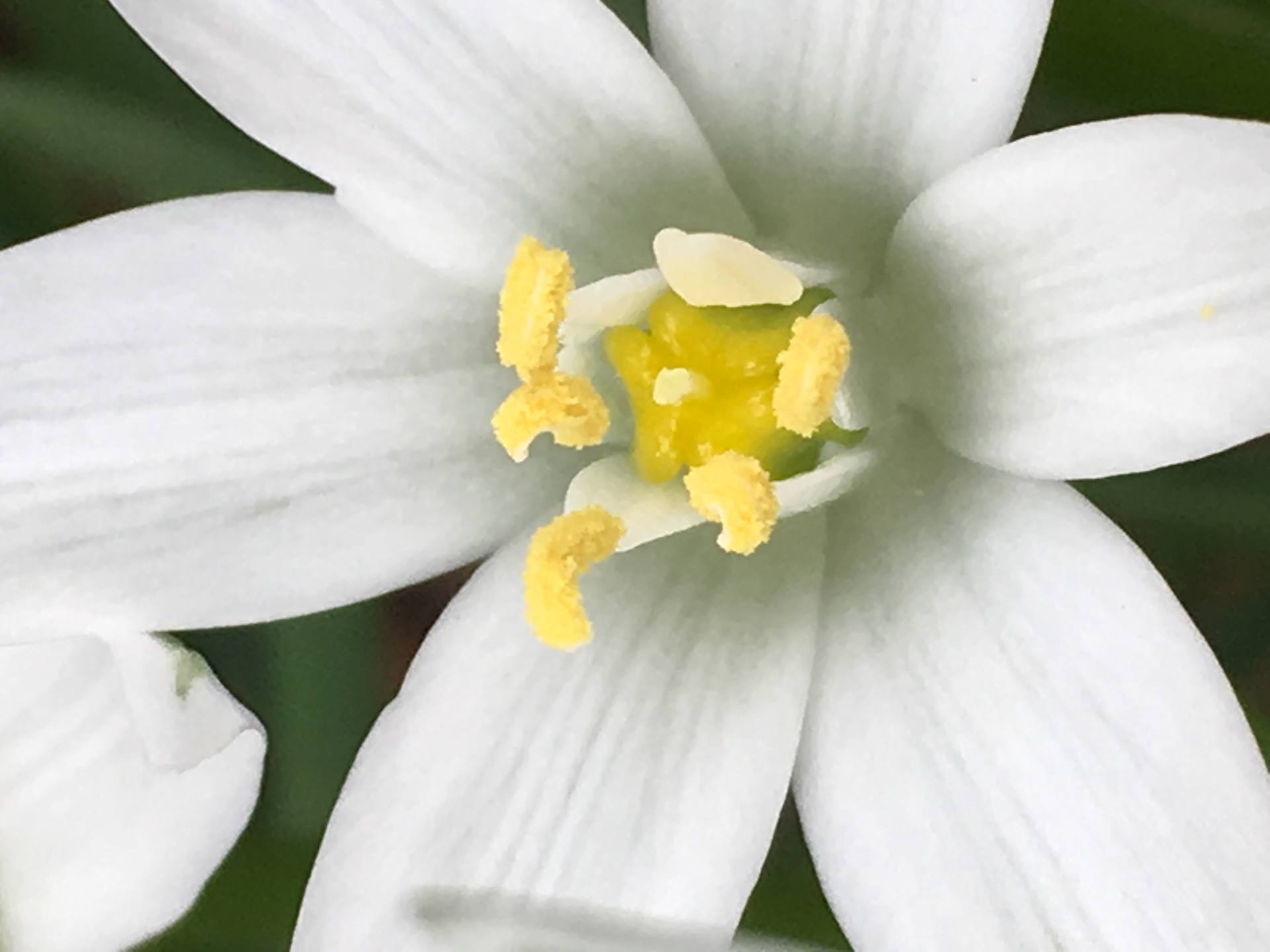 Annexe Fleur gros plan.jpeg