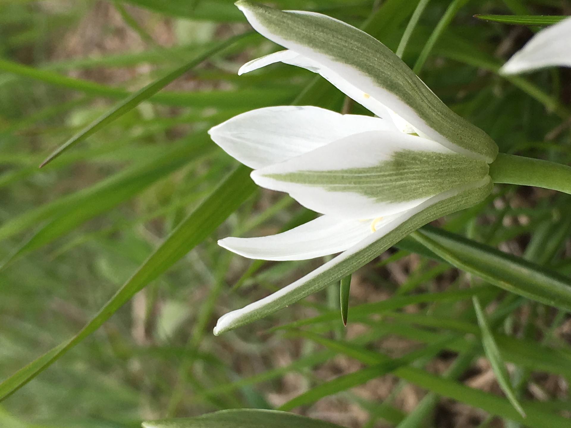 Annexe Fleur seule.jpeg