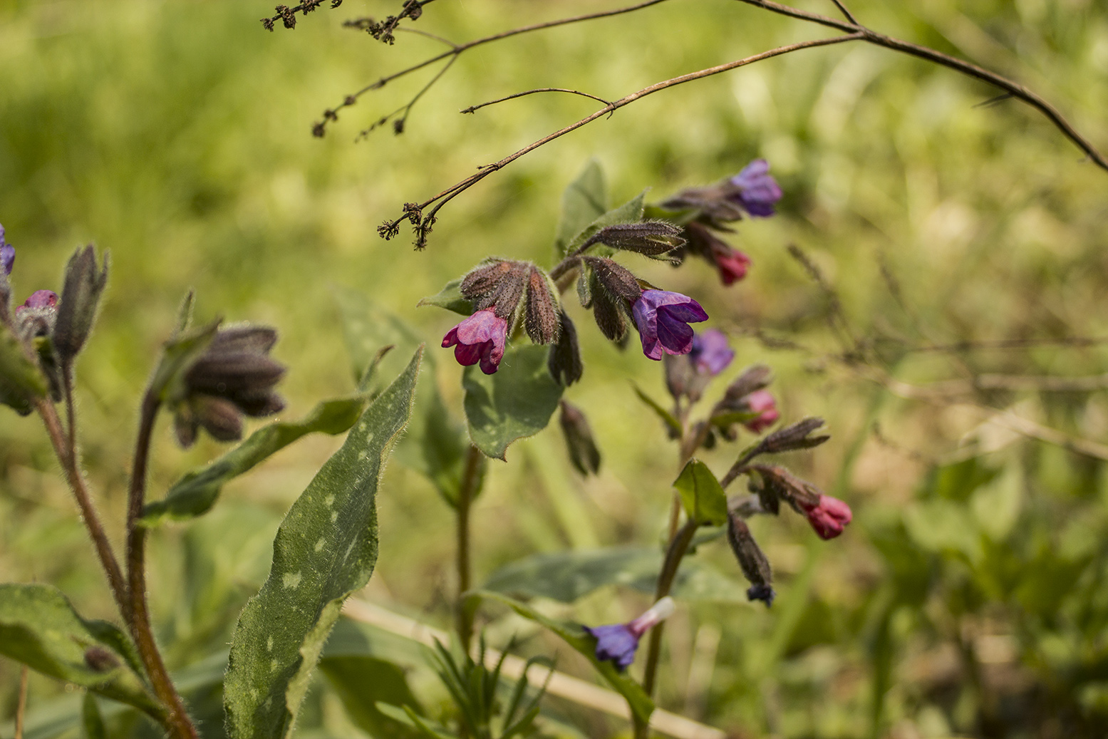 Annexe plante-reconnaissance-1.jpg