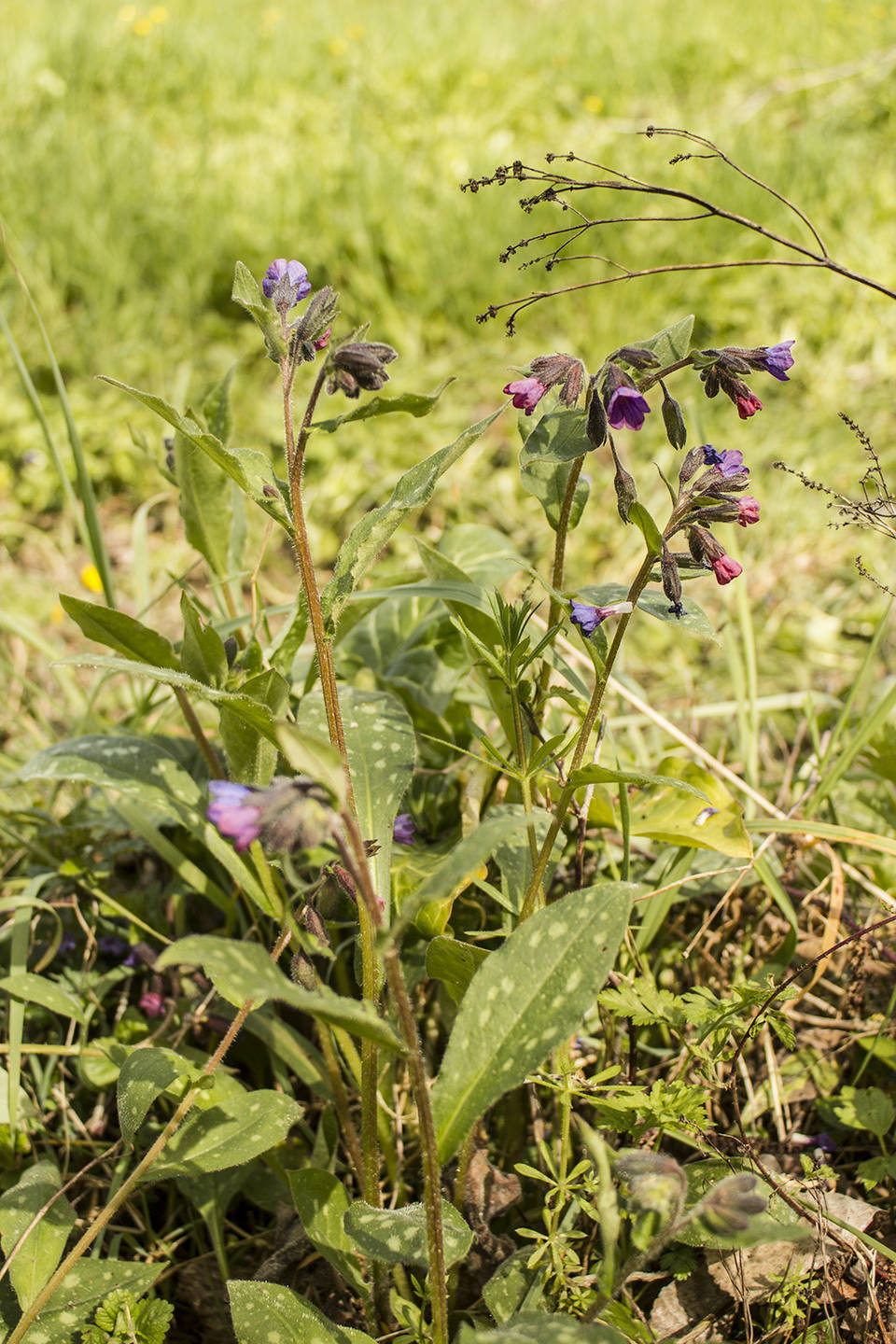 Annexe plante-reconnaissance-2.jpg