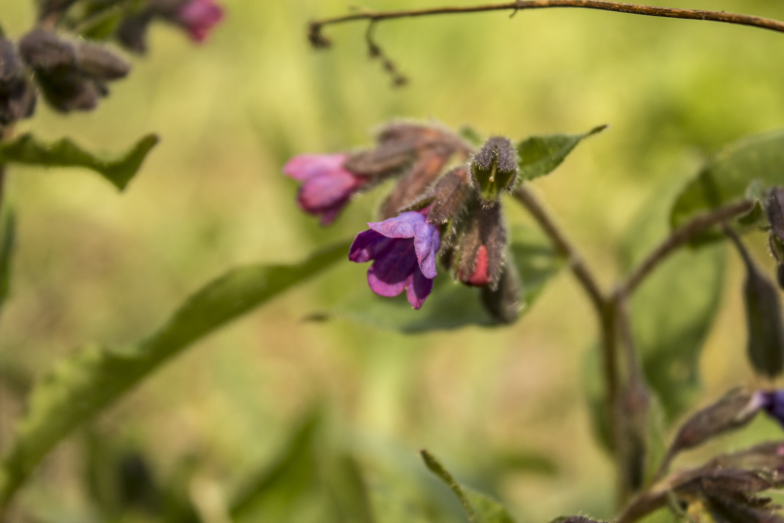 Annexe plante-reconnaissance-3.jpg