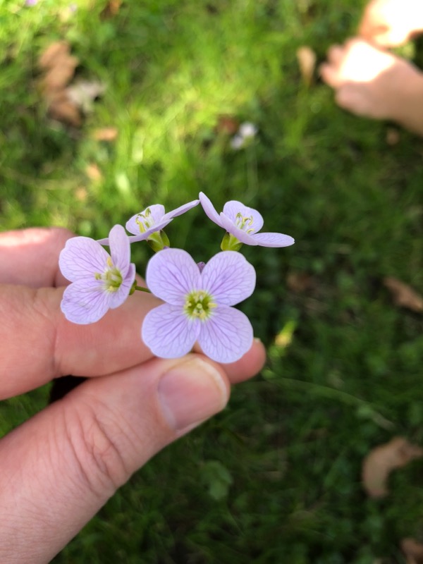 Annexe Cardamine Pratensis 2.JPG