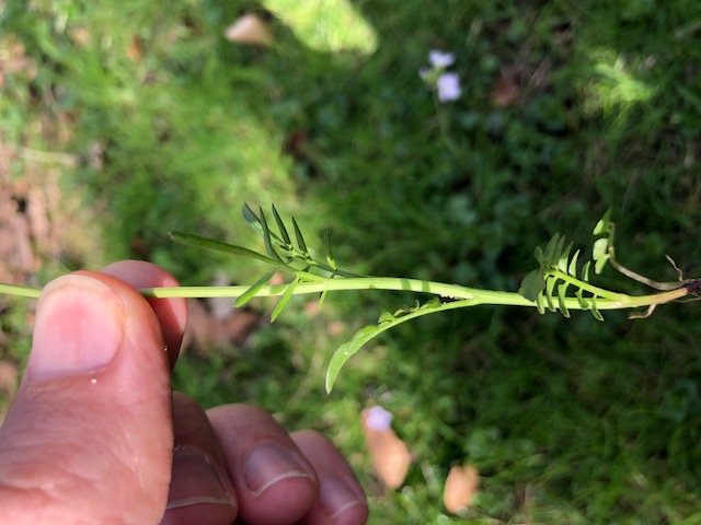 Annexe Cardamine Pratensis 3.JPG