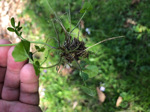 Annexe Cardamine Pratensis 4.JPG