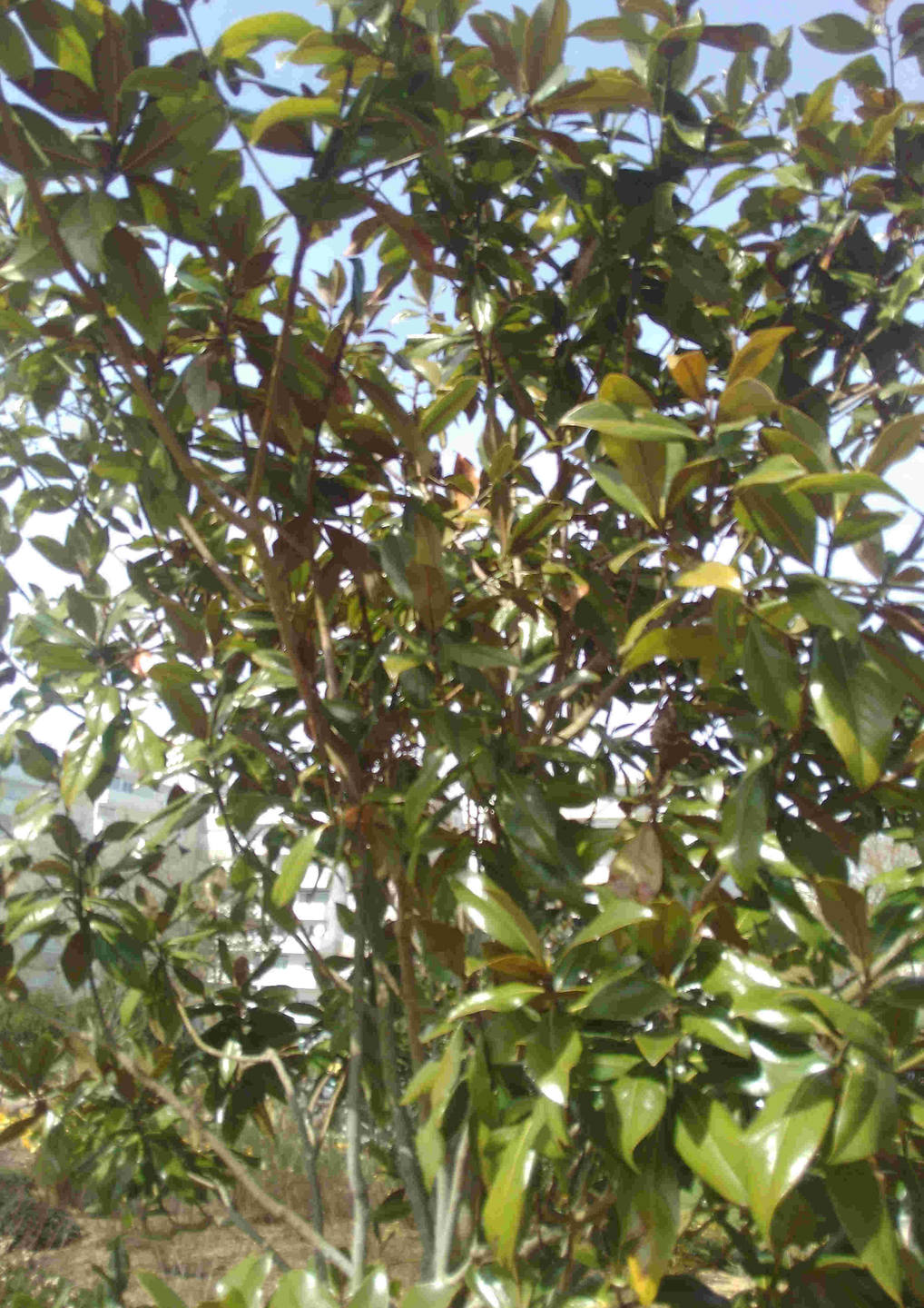 Annexe MAGNOLIA1.jpg