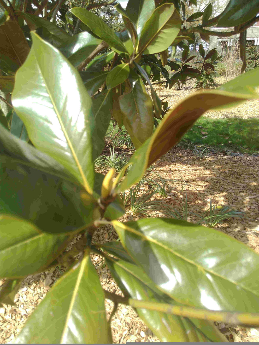 Annexe magnolia2.jpg