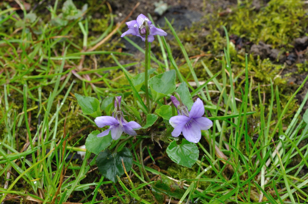 Annexe Violette Villa.jpg