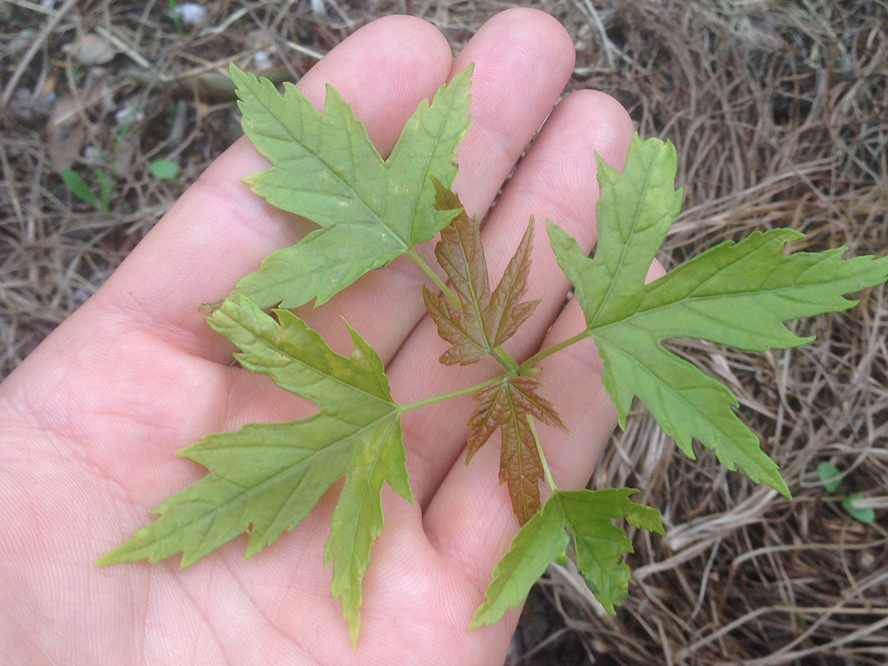 Annexe Plante inconnue (vue 1).JPG